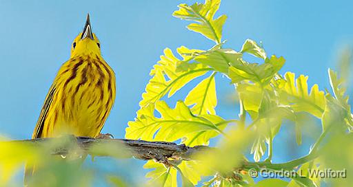 Warbler Warbling_P1110947A.jpg - American Yellow Warbler (Setophaga petechia, formerly Dendroica petechia) photographed near Smiths Falls, Ontario, Canada.